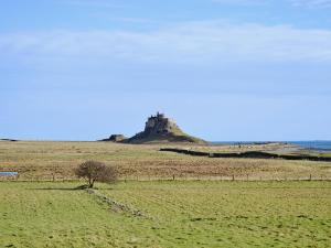 ein Feld mit einem Baum in der Mitte eines Feldes in der Unterkunft Haven Cottage - E4342 in Holy Island + 3 Fotos