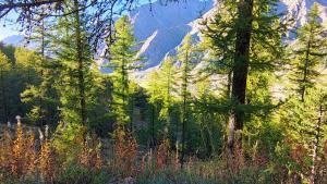 a group of trees in front of a mountain at Studio tout équipé, piscine chauffée, départ skis aux pieds in Les Orres +20 photos