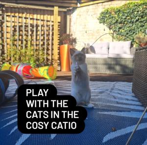 a gray and white cat sitting on the ground at CABIN in hosts huge garden CHILD FRIENDLY with Hens Kittens firepit Marshmallows in Charing