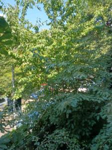 un pommier avec beaucoup de feuilles vertes dans l'établissement Homely Cozy Place, à Bucarest