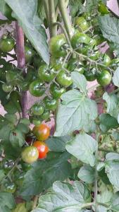 a bunch of green and red tomatoes on a plant at Casa San Cristoforo Studio in Maggia +32 photos