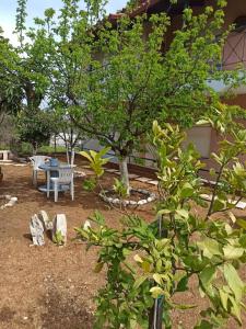 un patio con una mesa de picnic y un árbol en Dimitra's Little House, en Petalidi