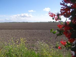 a field with red flowers in front of a field at Holidayhouse Akkerrand Kamperland in Kamperland