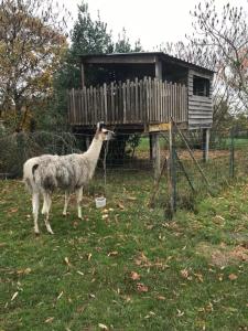 a llama standing in a field next to a building at La Fermette Aux Lamas in Savigny-Lévescault