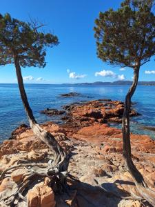 two trees on the rocks near the water at Villa Résidence San Martinu Sainte Lucie De Porto Vecchio in Zonza +5 photos