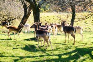 een kudde herten in een veld bij Boutique Tourist Farm Hrovat in Frankolovo