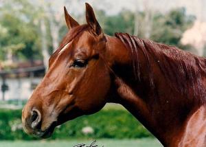 a brown horse is standing in a field at Fiori e Frutti Agriresort in Mestre +108 photos