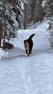 Un perro corre por la nieve. en Ferienwohnung Collie, en Nauders