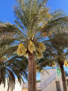 Galeriebild der Unterkunft Maison d'hôtes Houria in Laghouat