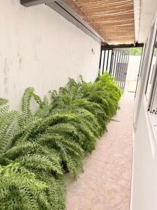 a row of green plants on the side of a building at Serenity House Antón in Coclé