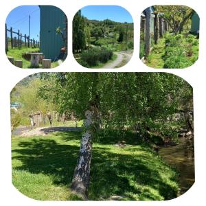 un collage de cuatro fotos de un árbol en Cabaña el Sauco, en Puerto Guadal
