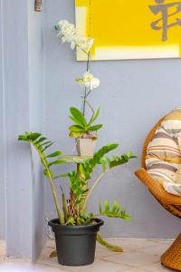 バーハ・ヴェーリャにあるBeira mar pé na areia Barra Velha com Piscinaの壁の横の黒鉢植え