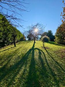 PeraroloにあるB&BCB - B&B Colli Bericiの野原の木の長い影