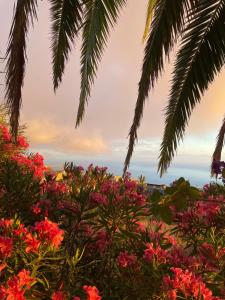 a field of flowers with the ocean in the background at Casa Gecko in Tijarafe +5 photos