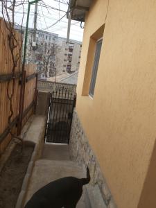 a black cat walking up the stairs of a building at Casa V in Tulcea +2 photos