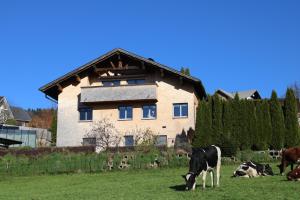 Άλλα ζώα σε αυτό το διαμέρισμα ή στη γύρω περιοχή