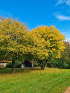two trees in a field with a building in the background at Gemütliche Wohnung in historischem Kulturdenkmal, 62qm in Hardegsen