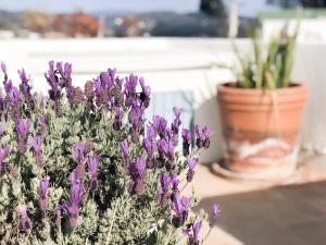 Κήπος έξω από το Casapueblo Rent Cachagua CP 14