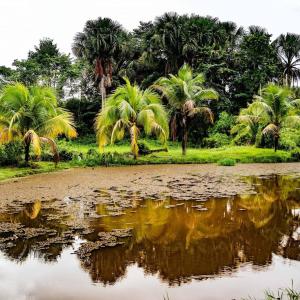 Příroda nedaleko vily + 13 fotografií