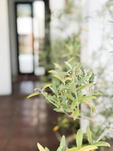 Vườn quanh Casapueblo Rent Cachagua CP 05