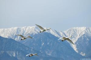 a group of birds flying in the sky over mountains at 信州安曇野穂高温泉郷　旅館　山のたこ平 in Azumino