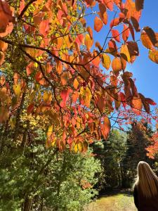Zahrada ubytování Lily Pad Modern Mountain Chalet on 19 Private Acres with Fire Pit