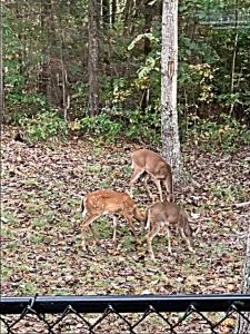 Zvířata v apartmánu nebo okolí