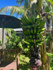 een stel bananen hangend aan een bananenboom bij Studio at Coopers Beach in Coopers Beach
