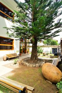 a tree in front of a building with a bench at Centenario Inn in Cusco