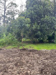 Fotografie z fotogalerie ubytování El Jardín de Tere v destinaci Bijagua