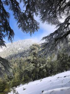 Una vista de una montaña cubierta de nieve y árboles. en Room with amazing view on mountain Tidghine Ketama, en Ketama 3 fotos más
