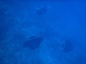 Fotografie z fotogalerie ubytování Bora Roots Camp v destinaci Bora Bora