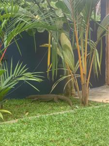 a lizard laying on the grass near a palm tree at Pranaya Hiriketiya in Hiriketiya +11 photos
