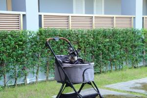 a dog sitting in a wheelbarrow in the grass at The Kite Hotel Bangsaen by Koko in Ban Laem Thaen +23 photos