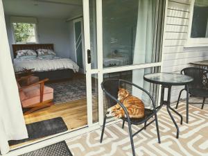 Un gato sentado en una silla en un patio. en Peaceful private and semi rural, en Marton