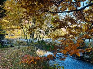 a tree with yellow leaves next to a river at Ferienhaus Albmatte-Naturidyll am Fluss-Novemberaktion-Sauna inklusive in St. Blasien
