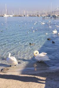 a group of white birds on the water at Mercure Geneva Airport in Geneva