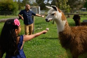 a little girl feeding a llama in a field at Tuscan Farmhouse in Launching Place