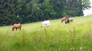 a group of horses grazing in a field at Ferienwohnung am Rosenhof in Lichtenau