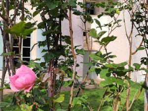 une rose rose rose devant un bâtiment dans l'établissement L'envol, à Germond 26 autres photos