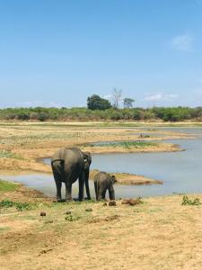 a mother and baby elephant standing next to a body of water at The Aliya Safari Villa in Udawalawe