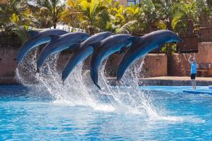 eine Gruppe Delphine im Wasser in einem Pool in der Unterkunft Whispering Waves SummerSands in Durban + 13 Fotos
