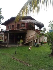 een koe die voor een huis graast bij Emerald forest in Iquitos