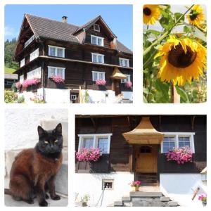 a cat sitting in front of a house with a sunflower at Scheftenau in Kappel