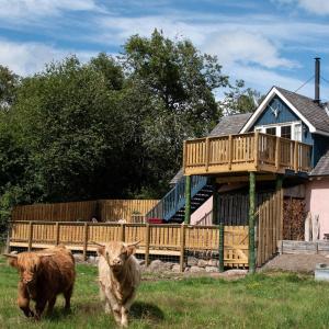 two cows walking in a field in front of a house at Tanar View in Aboyne
