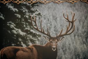 Dyr i feriehuset eller i nærheden + 3 billeder