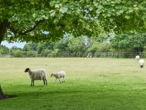 a group of sheep standing in a field under a tree at Kestrel Cottage in Tavistock