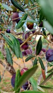 Aed väljaspool majutusasutust Le Masdemoiselle Chalet