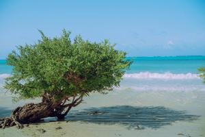 a tree in the sand on a beach at Outdoor Cinema Group Friendly Retreat in Pingwe