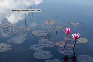 a pink flower in the middle of a group of water lilies at Hotel O New Banjara Residency in Hyderabad
